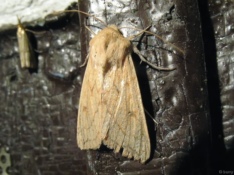 Mythimna vitellina (Hübner, 1808)